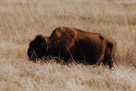 Family Field Trips: Discovering the Great Outdoors of Oklahoma Things To Do In Oklahoma, Fort Sill, Wichita Mountains, Oklahoma Travel, Usa Bucket List, Day Trip Ideas, Best Road Trips, Family Nature, Park Trails