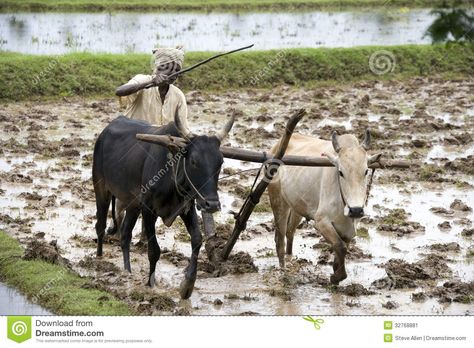 Subsistence Farmer - Tamil Nadu - India - Download From Over 69 Million High Quality Stock Photos, Images, Vectors. Sign up for FREE today. Image: 32768881 Farming Images, Subsistence Farming, Steve Allen, Paddy Field, Village Photography, Tamil Nadu, Animals Images, Agriculture, That Way