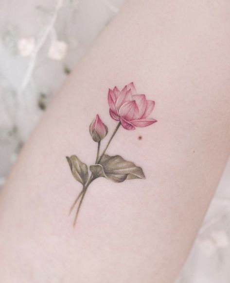 Coloured Lotus Flower Tattoo, Coloured Lotus Tattoo, Chinese Peony Tattoo, Jasminum Sambac Tattoo, Lotus Color Tattoo, Lotus Flower Tattoo Color, Lotus Tattoo Color, Color Flower Tattoo, Pink Lotus Tattoo