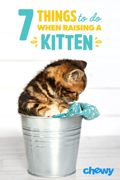 Raising Kittens, Kitten Supplies, Kitten Treats, Getting A Kitten, New Kitten, Dream's Cat, Kitten Food, Cat Hacks, A Vet