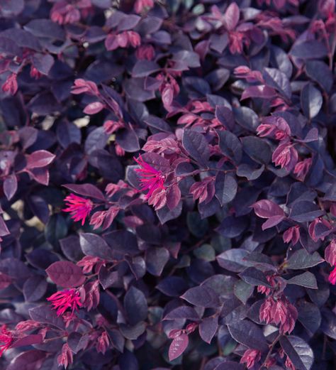 Purple Shrubs, Azaleas Landscaping, Sunset Western, Western Garden, Purple Perennials, Relaxing Garden, Shrubs For Landscaping, Backyard Flowers Garden, Purple Flowers Garden