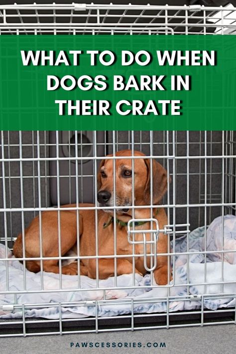 Does your dog bark in their crate at night? Find out what you can do to make your dog happier and sleep better in their crate. Dog Whining, Crate Training Dog, Training A Dog, Dog Crying, Crate Training Puppy, House Training Dogs, Dog Training Advice, Dog Ages, Dog Training Techniques