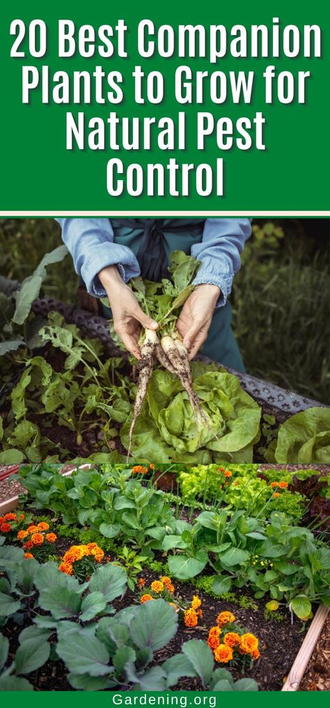 Plant Chart, Potato Companion Plants, Best Companion Plants, Companion Planting Chart, Pest Control Plants, Companion Planting Vegetables, Companion Gardening, Garden Companion Planting, Tattoo Plant