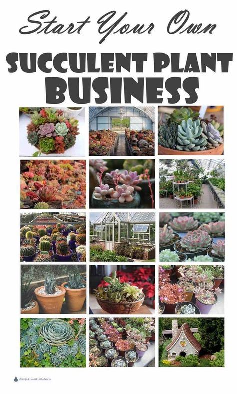 Plants Business Ideas, Succulent Business Ideas, Plant Business Ideas, Succulent Farm, Succulent Business, Plants Business, Selling Plants, Plant Business, Succulent Nursery