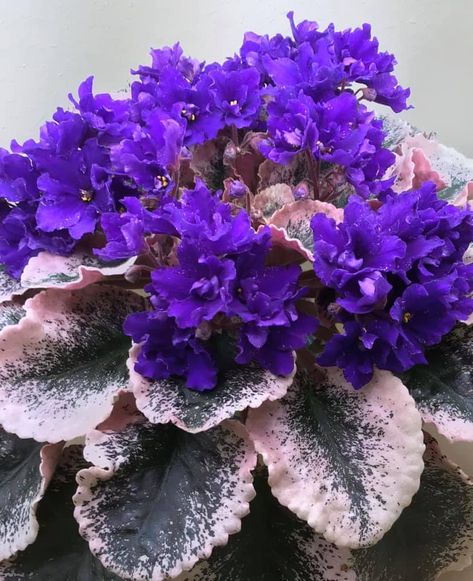 African Violet Care, African Violets Plants, Pink Plain, Violet Plant, African Violet, Starter Plants, Carnivorous Plants, Natural Garden, House Plants Indoor