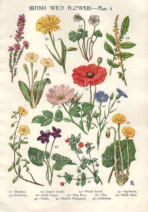 tattoo | TanTanBam BLOG British Wild Flowers, Grafika Vintage, Botanisk Illustration, Seni Vintage, Antique Botanical Print, Illustration Blume, Illustration Botanique, Botanical Illustration Vintage, Vintage Drawing