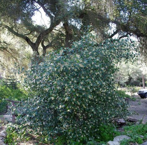 Rhus ovata, Sugar Bush is an eight foot evergreen shrub that can grow to twelve feet. Rhus Ovata, California Native Garden, Sugar Bush, Evergreen Bush, Bush Garden, Wind Break, Drought Tolerant Landscape, Gardening Zones, California Native Plants