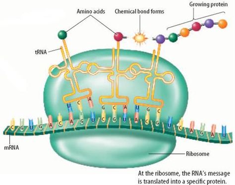 Microbiology Study, Molecular Genetics, Mcat Study, Basic Anatomy And Physiology, Biology Facts, Biology Art, Biology Lessons, Medical School Studying, Teaching Biology