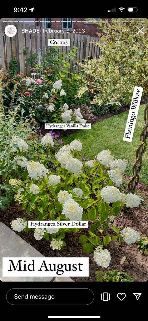 Backyard Projects, Silver Dollar, Hydrangea, Silver