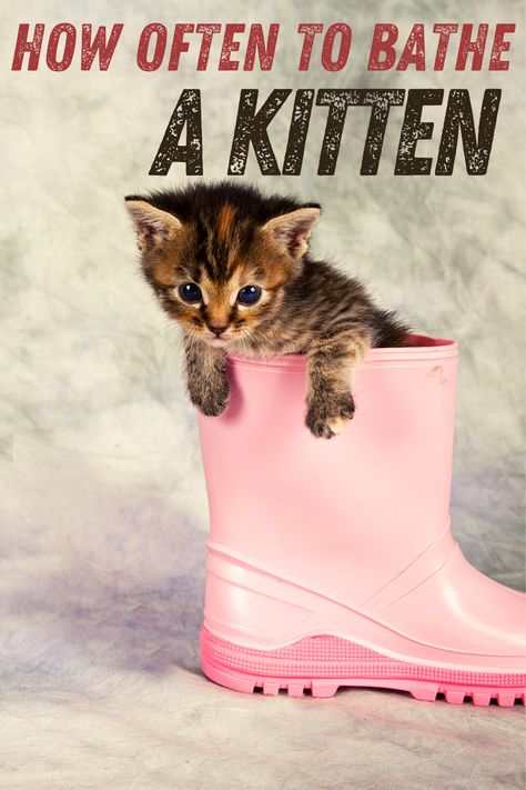 Diy Beauty Tips, Getting A Kitten, Cat Bath, Pink Boots, Cat Posters, Cute Diys, Cat Friendly, Cats Meow, Christian Inspiration