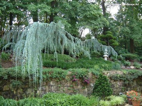 weeping blue atlas cedar Weeping Blue Atlas Cedar, Blue Atlas Cedar, Cedrus Atlantica, Atlas Cedar, Small Japanese Garden, Asian Landscape, Pergola Design, Japanese Garden Design, Traditional Landscape