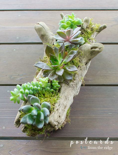 Multiplier Des Plantes Grasses, Garden Container Ideas, Driftwood Planters, Wood Succulent Planter, Succulent Planter Diy, Succulent Landscape Design, Garden Container, Succulent Garden Design, Succulent Landscaping