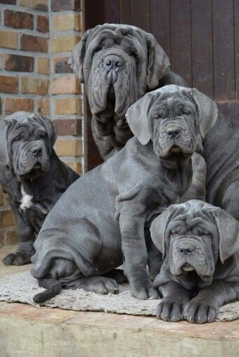 ♡♡♡♡♡ Neo Mastiff, Mastiff Dog Breeds, Wrinkly Dog, Neapolitan Mastiff, Mastiff Breeds, Neapolitan Mastiffs, Giant Dog Breeds, Mastiff Puppies, Mastiff Dogs