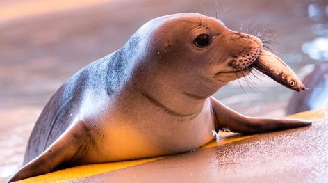 hawaiian monk seal eating a fish Hawaiian Monk Seal, Monk Seal, Seal Pup, Life Poster, Marine Mammals, The Marine, Marine Animals, Silly Pictures, Cutest Thing Ever