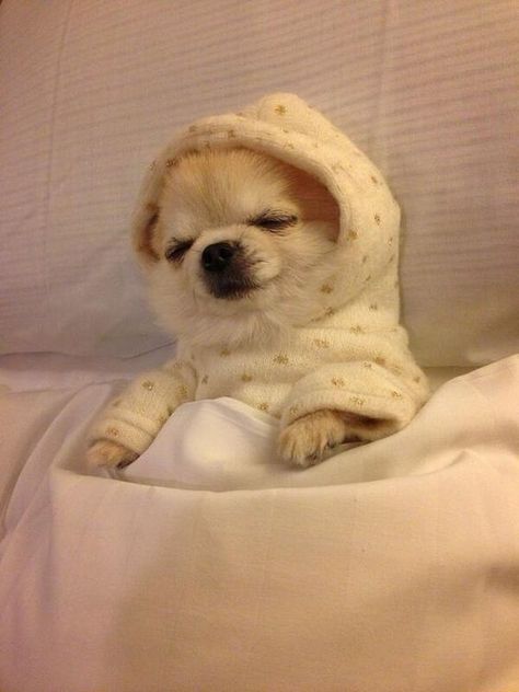 14 Lovely Pictures Of Chihuahuas Who Love To Sleep Very Much | PetPress Anjing Chihuahua, Pictures Of Chihuahuas, Psy Chihuahua, Psy I Szczenięta, Image Chat, Cute Chihuahua, Chihuahua Love, Chihuahua Puppies, Chihuahua Dogs