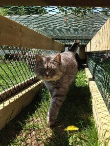 Chirpy Cats Cat Enclosure Cat Run                              …                                                                                                                                                                                 Mehr Outdoor Cat Run, Dog Enclosures, Cat Playground Outdoor, Chat Diy, Cat Enclosures, Cat Fence, Cat Patio, Outdoor Cat Enclosure, Cat Run