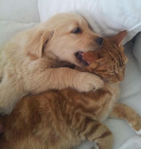 Golden retriever puppy wins Cat And Dog, Dog And Cat, A Cat, A Dog, Golden Retriever, Puppies, Bed