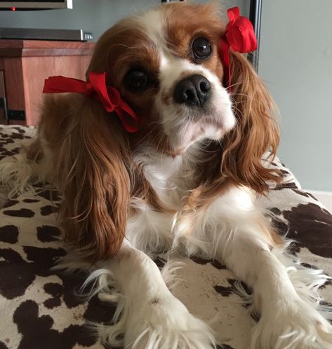 Cavalier King Charles Spaniel Puppy Aesthetic, King Charles Cavalier Spaniel Aesthetic, Cavalier King Charles Dog Aesthetic, Cavalier Dog, Cavalier King Charles Spaniel Ruby, Coquette Cavalier, Cocker Spaniel Coquette, Head Tilt, Cavalier King Charles Dog