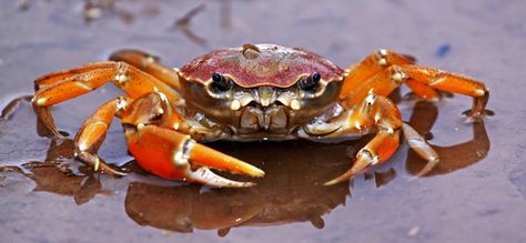 Cangrejo de agua dulce Crab Art, Portrait Reference, Kingdom Animalia, Aquatic Animals, Aesthetic Things, Ocean Creatures, Jellyfish, Under The Sea, Drawing Reference