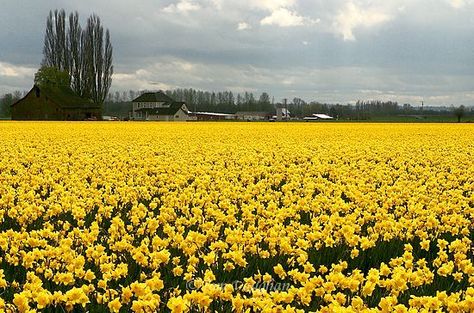 A host, of golden daffodils Daffodils Poem, Daffodils William Wordsworth, American Poetry, Daffodil Bulbs, Field Of Dreams, Big Fish, Mellow Yellow, Daffodils, Yellow Flowers