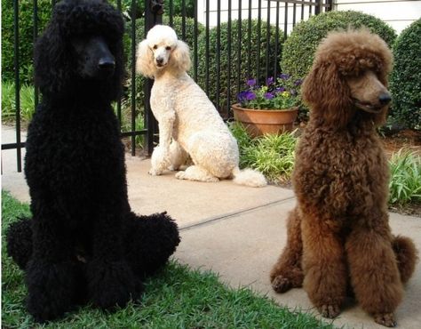 Poodles Standard, Poodle Doodle, Anjing Poodle, Parti Poodle, Poodle Cuts, Red Poodles, French Poodles, Standard Poodles, Miniature Poodle