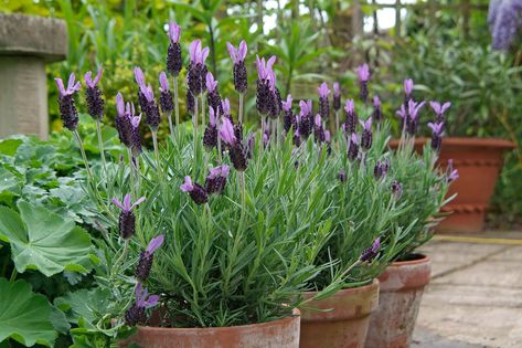 Discover hardy perennials that are perfect for growing in pots, including hostas and penstemons, with expert advice from BBC Gardeners' World Magazine. Mosquito Plants, Tuscan Garden, Porch Planters, Potted Plants Outdoor, Mosquito Repelling Plants, Best Perennials, Fragrant Plant, Perennial Shrubs, Patio Plants