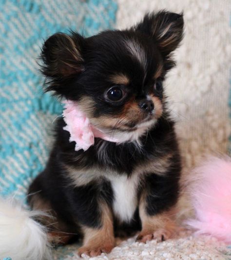 Long Haired Chihuahua Puppies, Teacup Chihuahua For Sale, Puppy List, Teacup Chihuahua Puppies, Cute Teacup Puppies, Chihuahua Puppies For Sale, Baby Chihuahua, Teacup Puppies For Sale, Babies Stuff