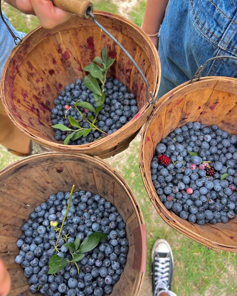 Picking Blueberries Aesthetic, Blueberry Picking Photoshoot, Estonian Summer, Alien House, Wholesome Moments, Farm Inspiration, Scandi Summer, Blueberry Girl, Blueberry Picking