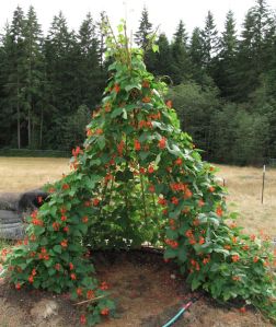 Bean Teepee, Pergola Swing, Children's Garden, Veg Garden, School Garden, Have Inspiration, Vegetable Garden Design, Garden Trellis, Yard And Garden