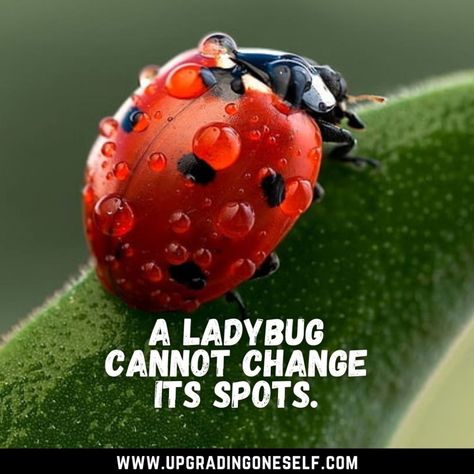 Top 10 Beautiful Quotes About Ladybug To Cheer You Bugs Quotes, Ladybug Quotes, Beautiful Insects, Outing Quotes, Beetle Insect, Lady Bugs, Blow Your Mind, Growing Flowers, Beetles