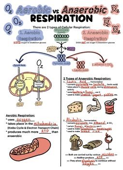 Doodle notes and presentation to walk your class through the process of aerobic and anaerobic respiration. It begins with glycolysis then discusses the pathways leading to each type of respiration/fermentation.Credits and links to other helpful products can be found on the last slide of the presentation. Aerobic Respiration Diagram, Aerobic And Anaerobic Respiration Notes, Aerobic Vs Anaerobic Respiration, Anaerobic Respiration Notes, Aerobic And Anaerobic Respiration, Anaerobic Respiration, Gcse Biology, Bio Notes, Helpful Products