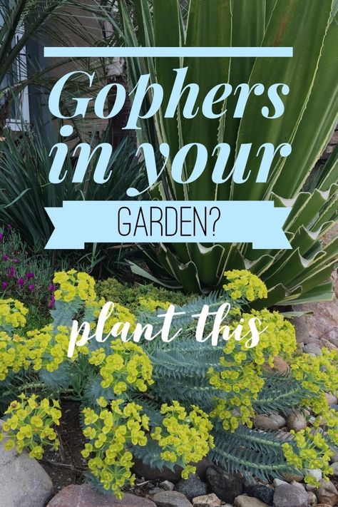 Gopher Proof Landscaping, Get Rid Of Gophers In Yard, Gophers Get Rid Of, How To Get Rid Of Gophers In Yard, Getting Rid Of Gophers, Hillside Gardening, Brick Wall Gardens, Drought Resistant Landscaping, Allotment Garden