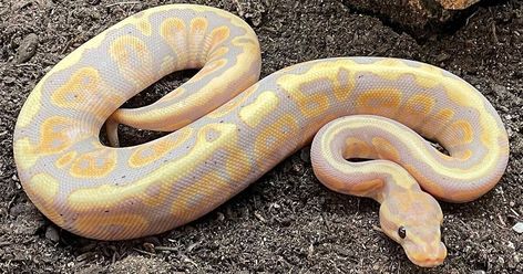 Types of Ball Pythons: 7 Popular Morph Combos https://www.xyzreptiles.com/types-of-ball-pythons/ #XYZReptiles #BallPython #BabyBallPython #BallPythonMorph #PythonRegius #RoyalPython #Snake #Snakes #SnakeLover #ExoticPets #ReptilePets #Reptiles #ReptileLover #Pets Ball Pythons Morphs, Snake Pets, Ball Python Pet, Baby Ball Python, Python Morphs, Python Regius, Reptile Care, Reptile House, Ball Python Morphs