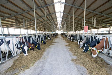 Cow Stable, Cow Feed, Dairy Industry, Dairy Cows, Viral Post, Stables, Pennsylvania, Dairy, Royalty Free Stock Photos