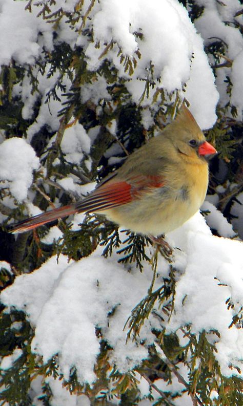 Female Cardinal in Snowy Tree. Cardinals Birds, Cardinal Tattoo, Snow Birds, Female Cardinal, Song Birds, Baby Birds, Snowy Trees, State Birds, Winter Bird