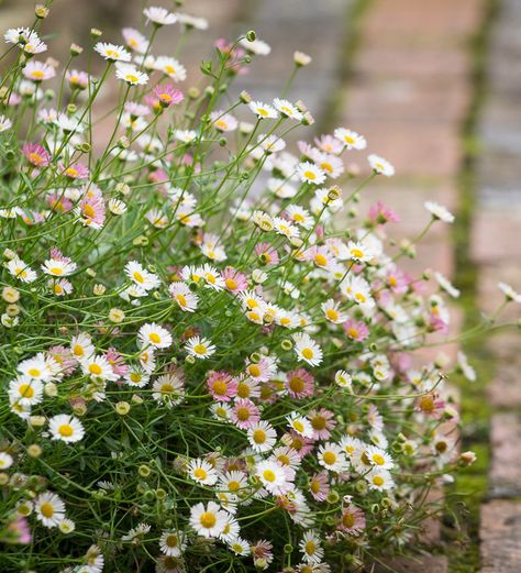 Sarah Raven, Rose Seeds, Plants For Hanging Baskets, Cottage Garden Plants, Ground Cover Plants, Flowers Perennials, Garden Cottage, Back Garden, Window Box