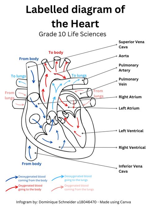 Grade 10 Life Sciences - Labelled diagram of the heart ! #heart #anatomy #lifesciences #biology #science #diagram #grade10 Diagram Of The Heart, Science Diagram, Medical Terminology Study, Biology Diagrams, Heart Diagram, Medical Words, Kesehatan Gigi, Nursing School Essential, Studera Motivation