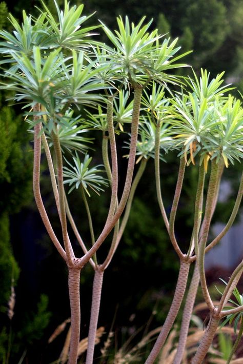 How to Grow Euphorbia Euphorbia Lambii, Mid Century Beach House, Hammock Area, Succulent Varieties, Plants Indoor, Cactus Garden, House Plants Indoor, Landscape Ideas, Ground Cover