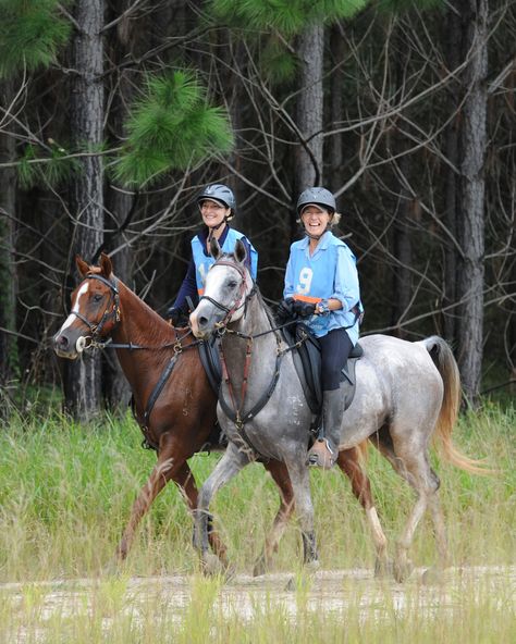 #Australian #horse #endurance Endurance Horse Riding, Shagya Arabian, Endurance Horse, Endurance Riding, Strong Woman Tattoos, English Riding, Horse Ranch, Trail Riding, Horse Photos