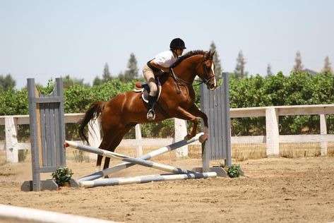 Chestnut Quarter Horse jumping crossrail by HorseStockPhotos on DeviantArt Chestnut Quarter Horse, Equestrian Helmets, Equestrian Helmet, Horse Riding Clothes, Quarter Horses, English Riding, All About Horses, Horse Blankets, Horse Jumping