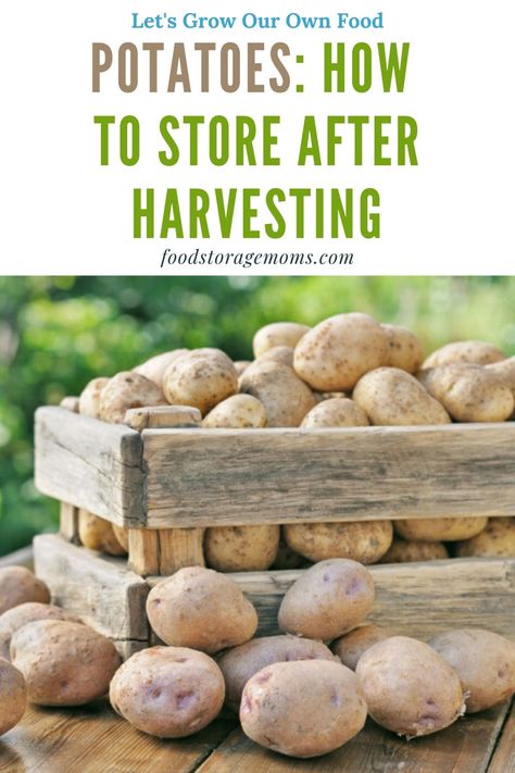 When To Harvest Potatoes, Potatoes Growing, Potato Growing, Harvesting Potatoes, Tattoo Plant, How To Store Potatoes, Planting Potatoes, Fall Garden Vegetables, Backyard Vegetable Gardens