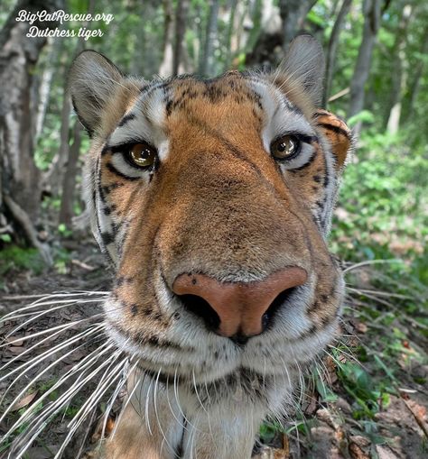 Good morning Big Cat Rescue Friends!☀️ Dutchess tiger is the queen of Whiskers Wednesday! Have a wonderful day everyone! #GoodMorning #BigCatRescue #Rescue #BigCats #Wednesday #Whiskers #Tiger #Conservation #Wildlife #CaroleBaskin Tiger Conservation, Big Cat Rescue, Have A Wonderful Day, Big Cat, Cat Rescue, Wonderful Day, Big Cats, The Queen, Good Morning