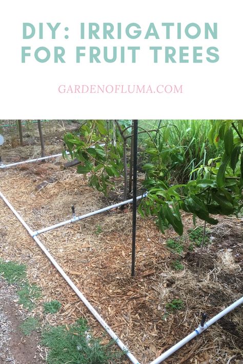 How to install an irrigation system for fruit trees.  Set-up an automated system to water fruit trees.  Step by step guide for building a watering system for fruit trees. Tree Irrigation System Diy, Orchard Irrigation System, Garden Bed Irrigation System, Raised Bed Garden Irrigation System, Diy Irrigation System, Diy Irrigation, Tree Irrigation, Gardening Fruits, How To Install A Drip Irrigation System