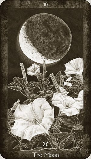 Moon Tarot Card, The Moon Tarot Card, Velvet Sky, The Moon Tarot, Moon Garden, Tarot Card Decks, Moon Flower, Tarot Deck, World Cultures