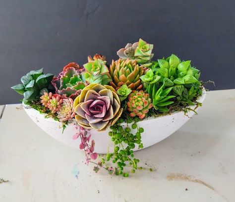 Live Succulent Arrangement Tabletop Decor Cactus Garden Gift for Plant Lovers Housewarming Gift for First Homeowners Table Centerpiece - Etsy Succulents Arrangements, Succulent Centerpiece, Succulent Decor, Succulent Cuttings, Succulent Centerpieces, Hanging Succulents, Colorful Succulents, Succulents Decor, New Homeowner Gift