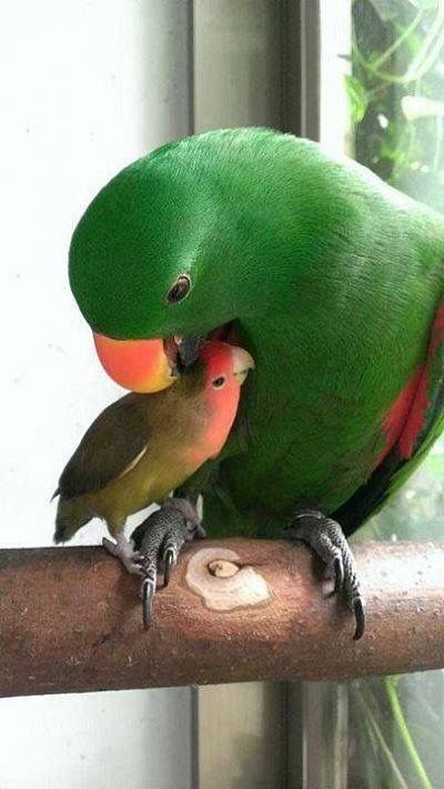 Momma parrot and baby Kinds Of Birds, Exotic Birds, Pretty Birds, Colorful Birds, Cute Birds, Sweet Animals, Wild Birds, 귀여운 동물, Animals Friends