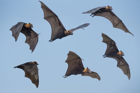 Brazilian free-tailed bat flies at breakneck speeds • Earth.com Bat Photos, Flying Bat, Bat Flying, Animal Study, Animal Sketches, Arte Animal, Animal Photo, Creature Design, Nature Wallpaper