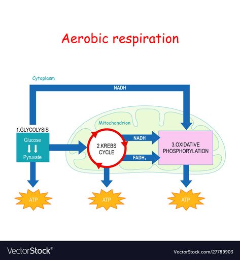 Aerobic Respiration, Oxidative Phosphorylation, Krebs Cycle, Business Names, Biology, Work On Yourself, Png Images, Adobe Illustrator, Vector Free