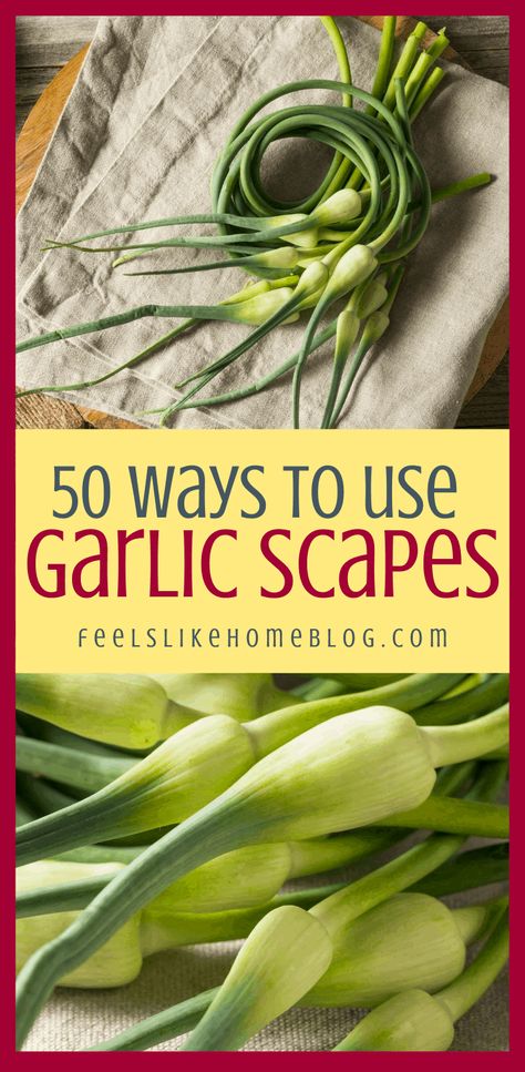 What is a Garlic Scape (and 50 Ways to Use Them) - Feels Like Home™ What To Do With Garlic, Garlic Scapes Recipes, Scapes Recipes, Freezing Garlic, Garlic Shoots, How To Cook Garlic, Garlic Garden, Spring Garlic, Garlic Scape Pesto