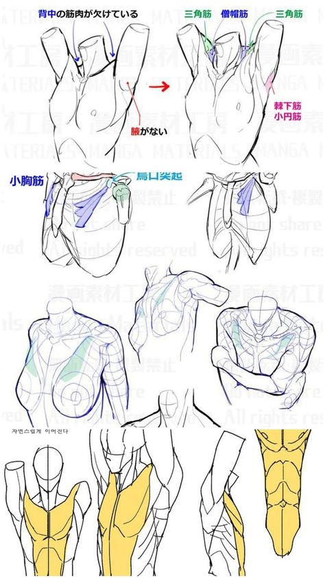 Female Anatomy Reference, Anatomy Tutorial, Human Anatomy Drawing, Body Drawing Tutorial, Human Figure Drawing, Human Anatomy Art, Human Drawing, Anatomy Sketches, Anatomy For Artists